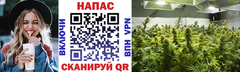 кракен онион Вятские Поляны Бошки Шишки план